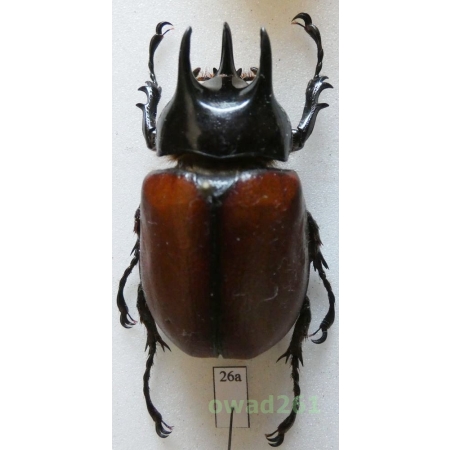 Beckius beccari beccarii (Gestro, 1876) male 47mm Indonesia, Java26a